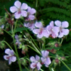 geranium pyrenaicum - abriachan nurseries